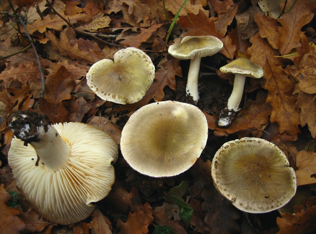 Escursione in querceto, finalmente i funghi!!!